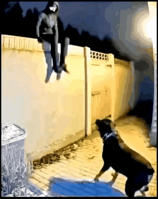 看这个忠诚的狗狗，拼命看家护院。

蒙面男子爬上围墙，纵身跳入墙内，一条大狗立马