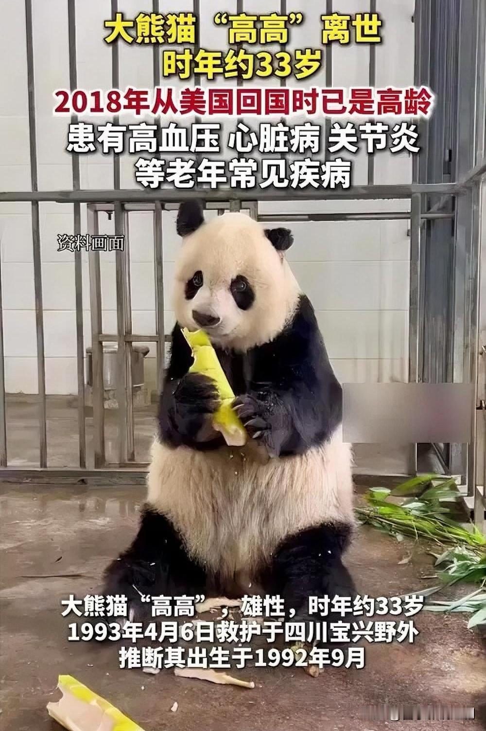 2025年11月24日，传奇大熊猫“高高”离世，令人痛心不已。它的一生跌宕起伏，