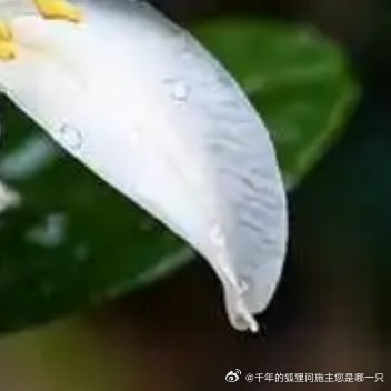 夜来香的种植方法一、土壤夜来香喜疏松、排水良好、富有机质的偏酸性土壤，用泥炭土、