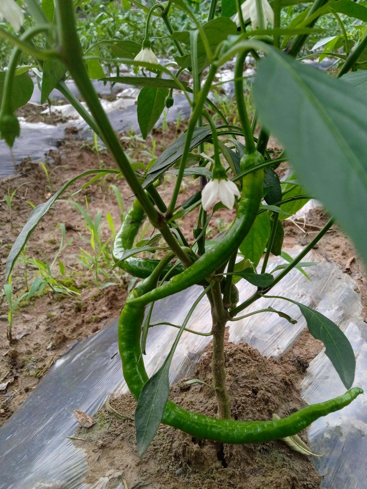 那么多的麻将馆，为什么没有人管呢？
街边卖点菜城管都会来管，麻将馆里打麻将赌注可