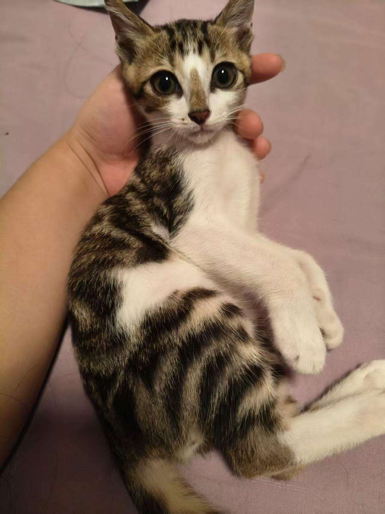 救助的流浪猫寻找爱心领养
特别乖巧，特别粘人，不伸爪子，适合新手养的小公猫！珠海