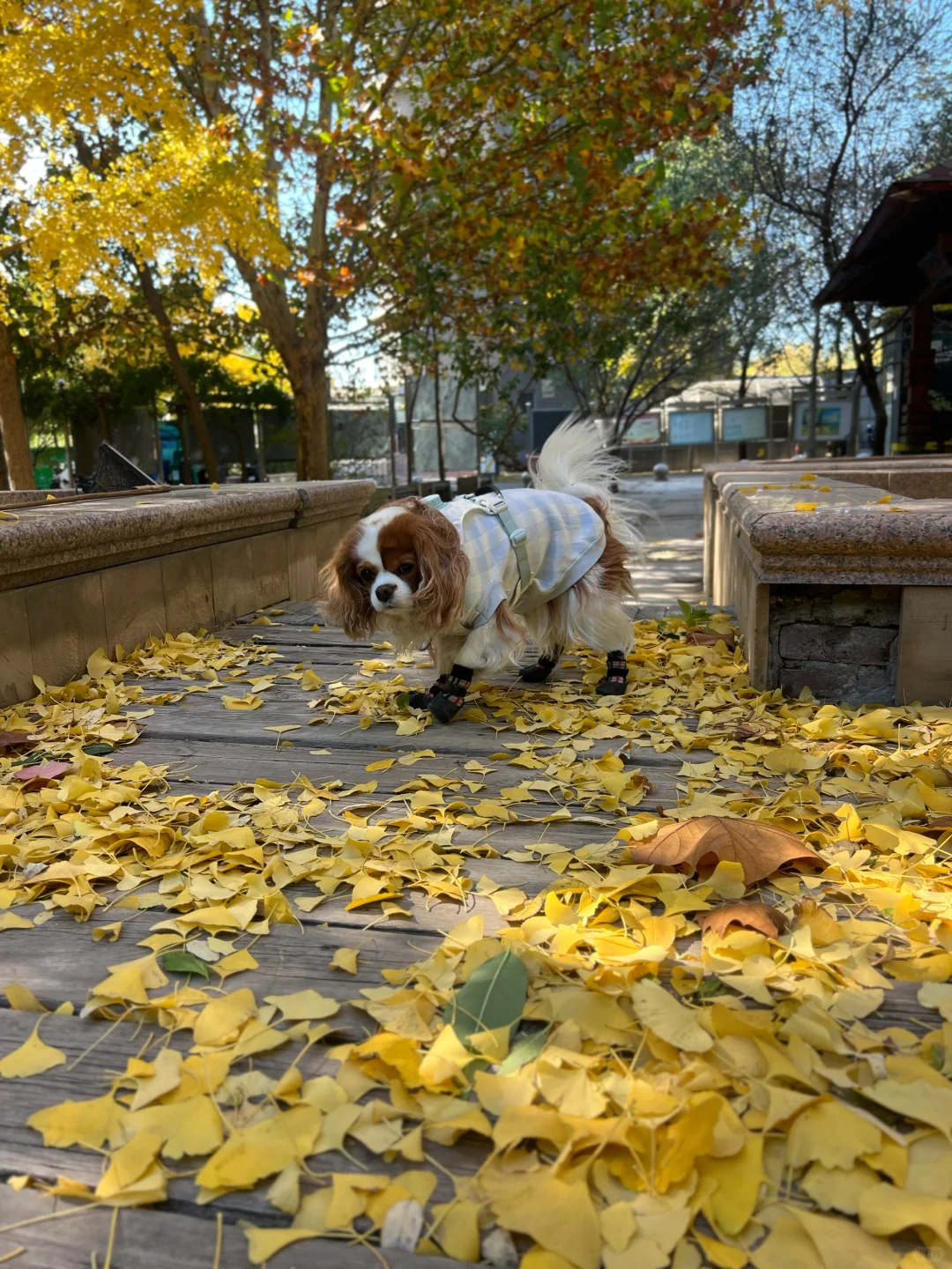 风起~叶落🍂