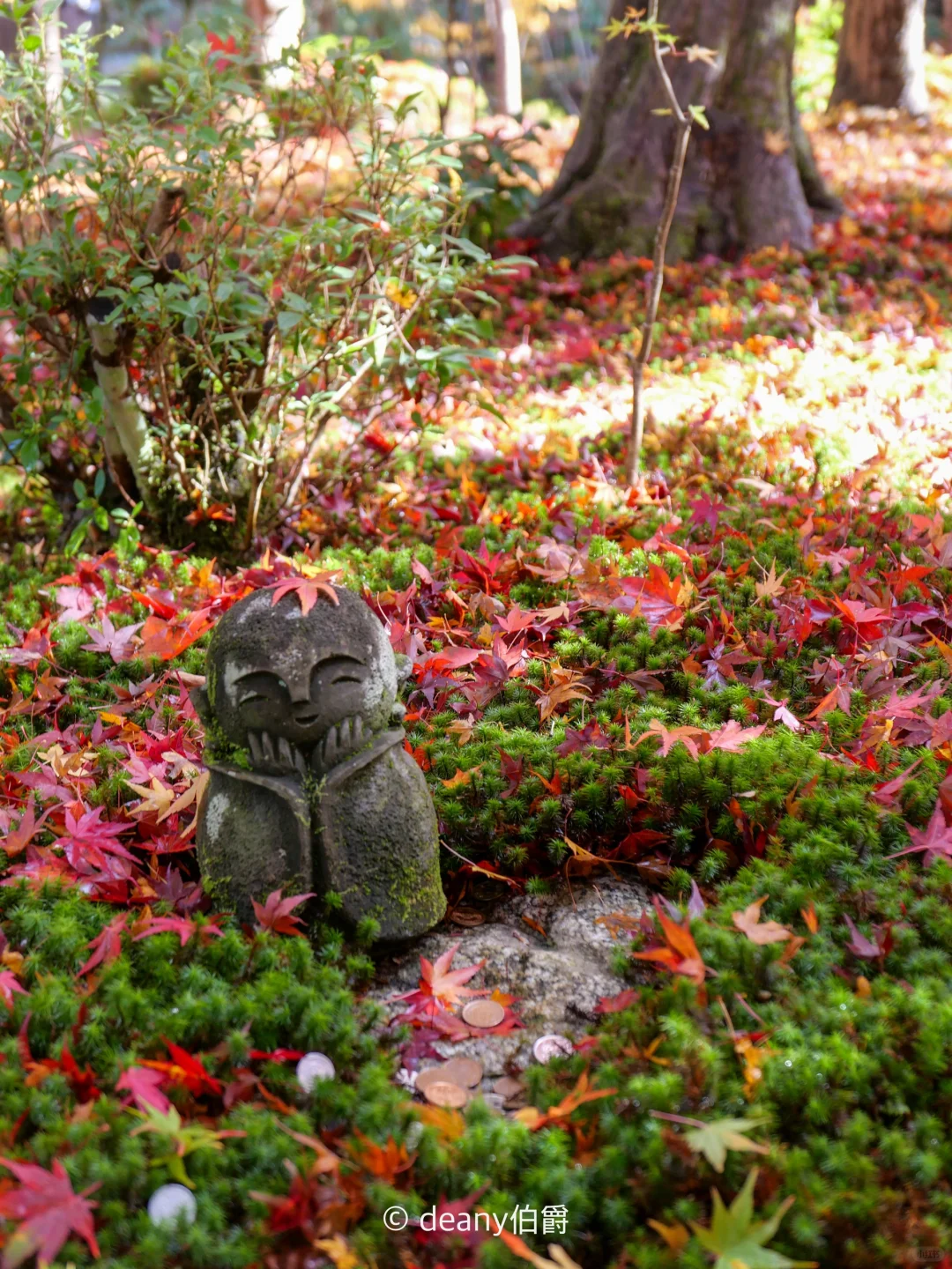 京都红叶🍁圆光寺