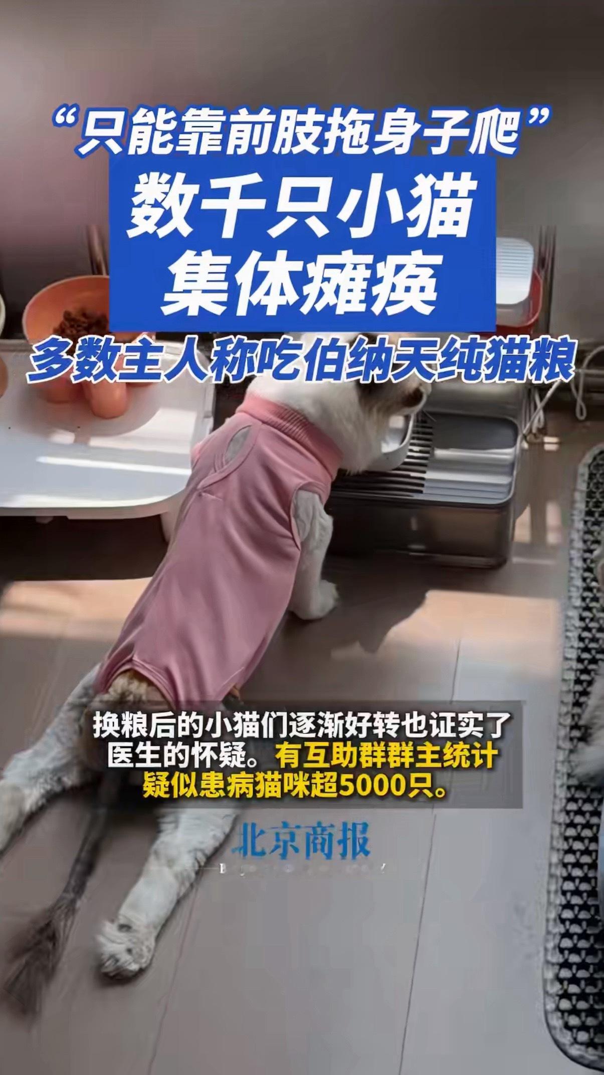 千只瘫痪小猫超65%吃同一品牌猫粮因为国内对于宠物粮的监管并不完善，所以从不给我