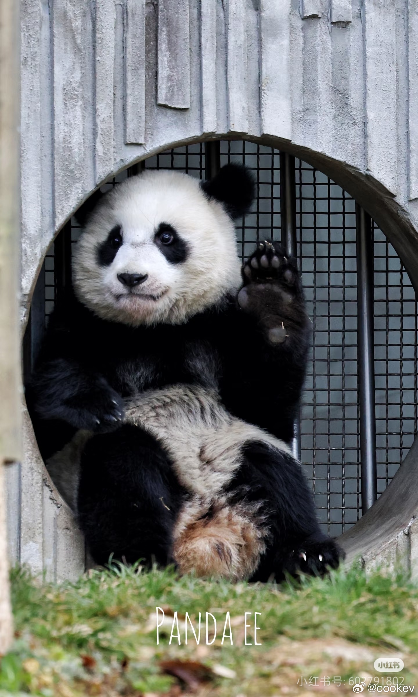 米花糖真可爱，一字嘴特别萌啊