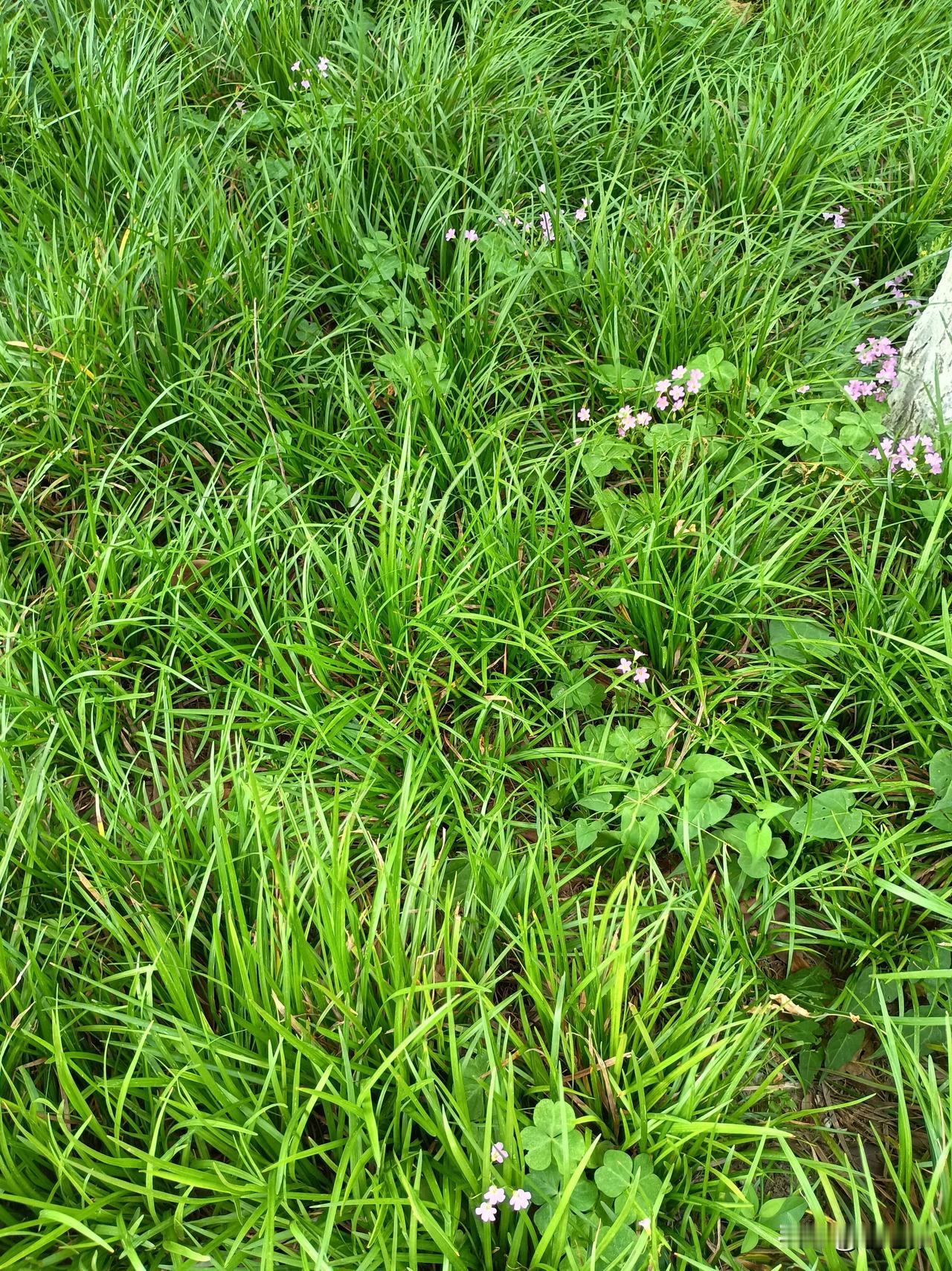 雨落花含泪
风吹叶蕴情
——时光倒流，夏花依旧。然而，绿树成荫，盛夏的果实累累，