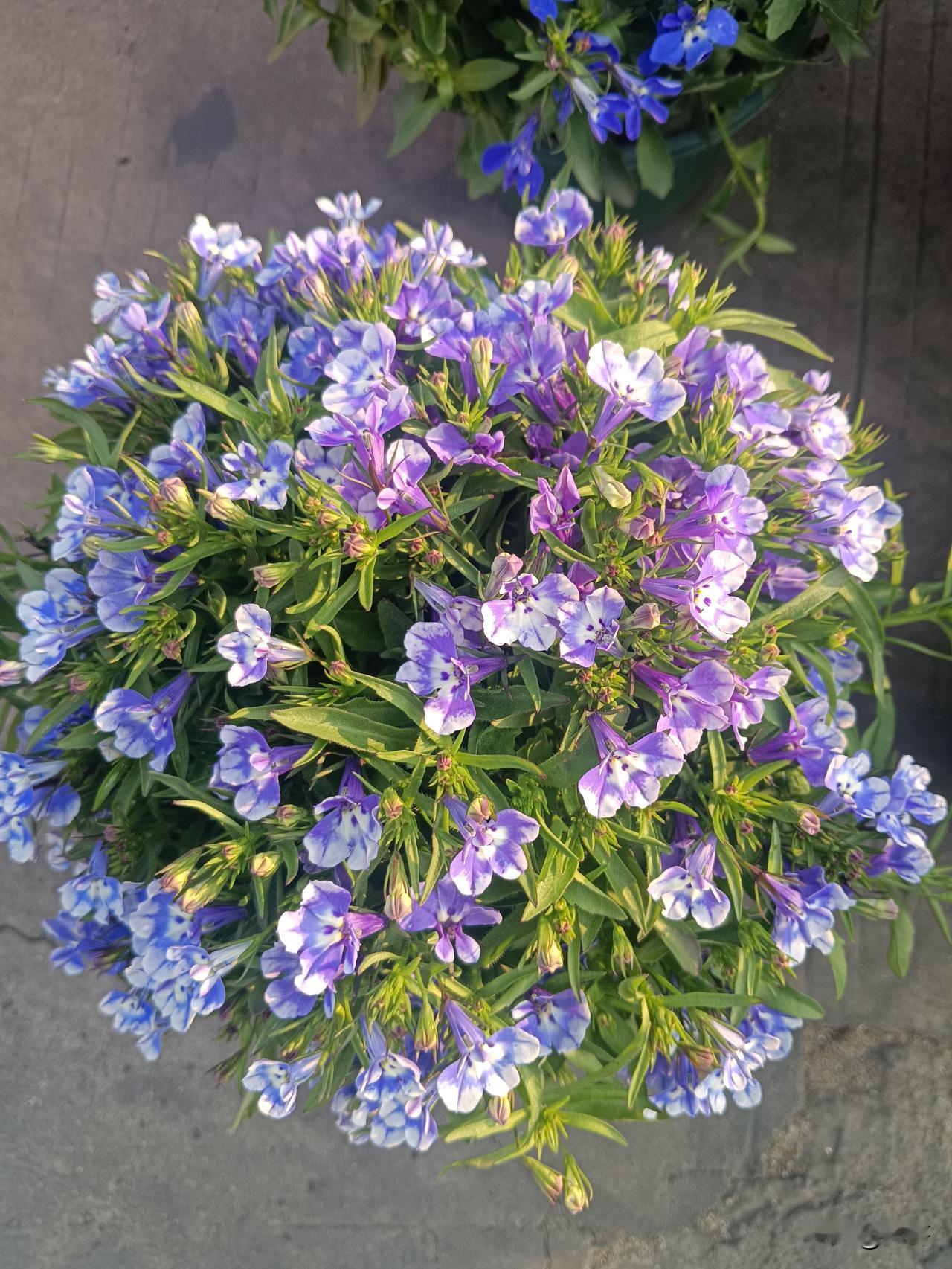 欧洲若出兵格陵兰岛能阻止美国吗不能