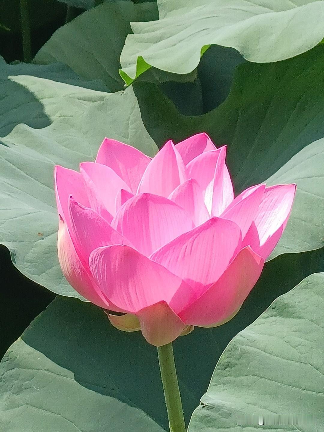 我来说来大家乐
世上究竟有神吗
八十年代在农村
有一老太她姓孙
原本是个普通人