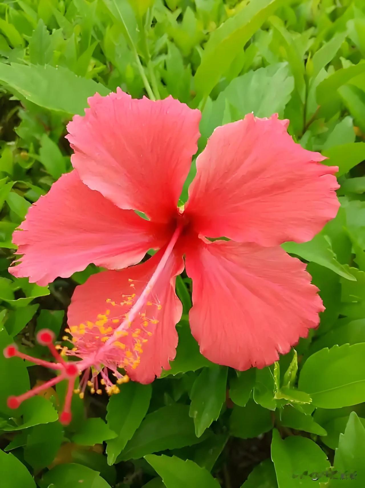 分享一张随手拍的花。