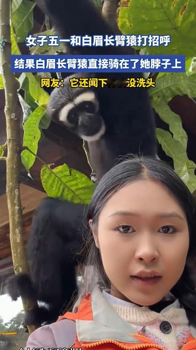 女子五一和白眉长臂猿打招呼，结果白眉长臂猿直接骑在了她脖子上。网友：它还闻下你洗