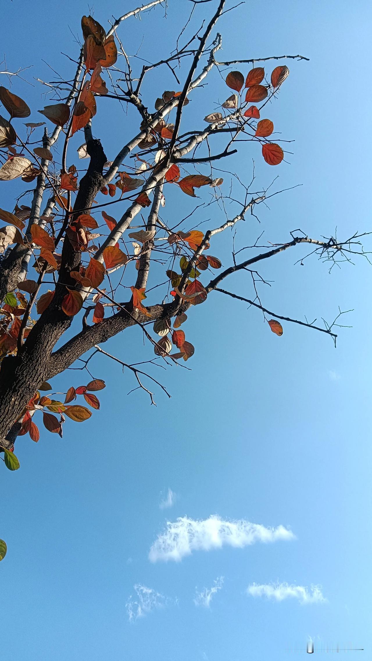 《初冬之印象》

晨露凝霜万物萧，
落叶驭风天涯飘。
红肥绿瘦留秋影，
鸽翔碧空