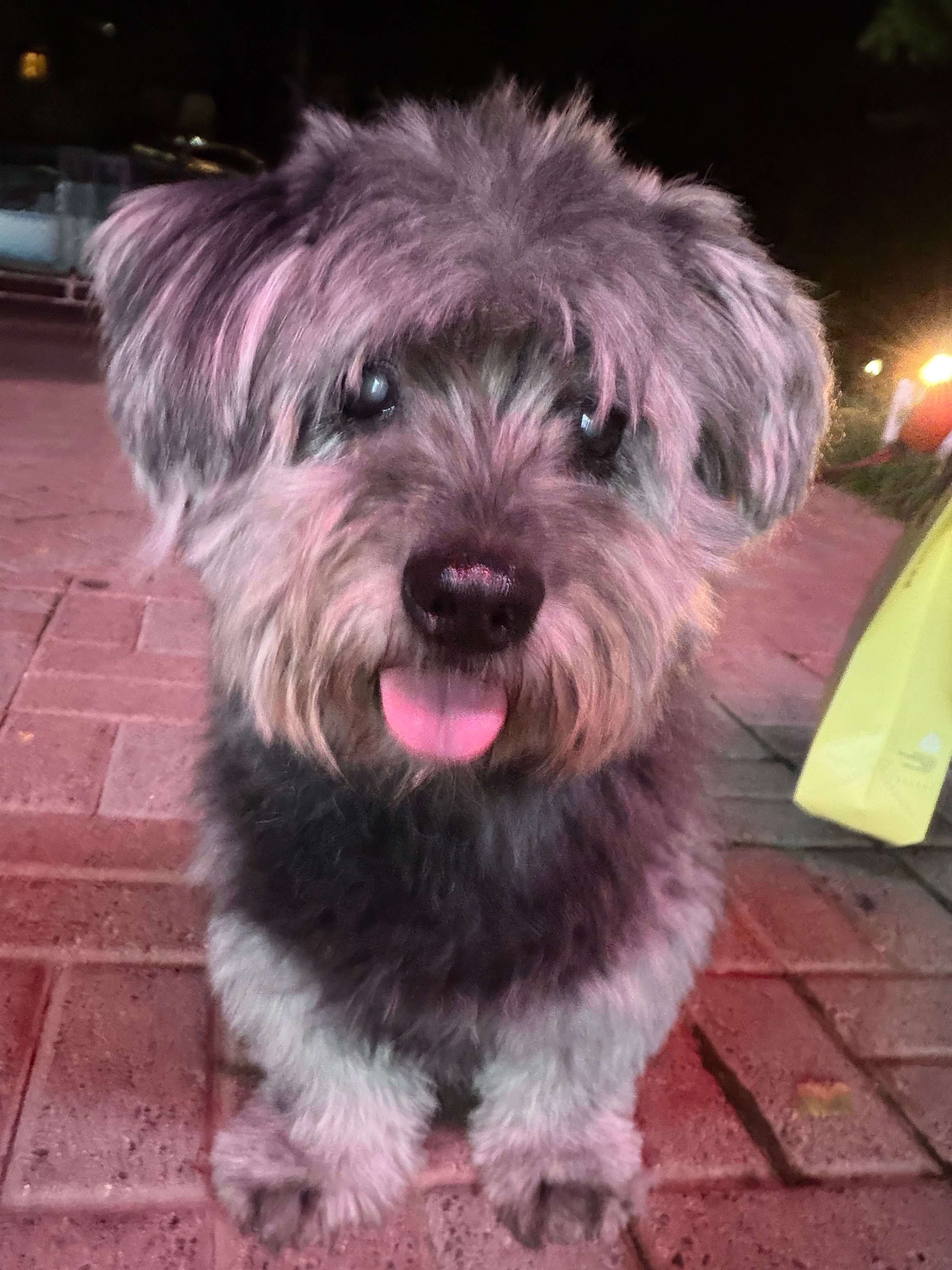 今天也是可爱小老头。 