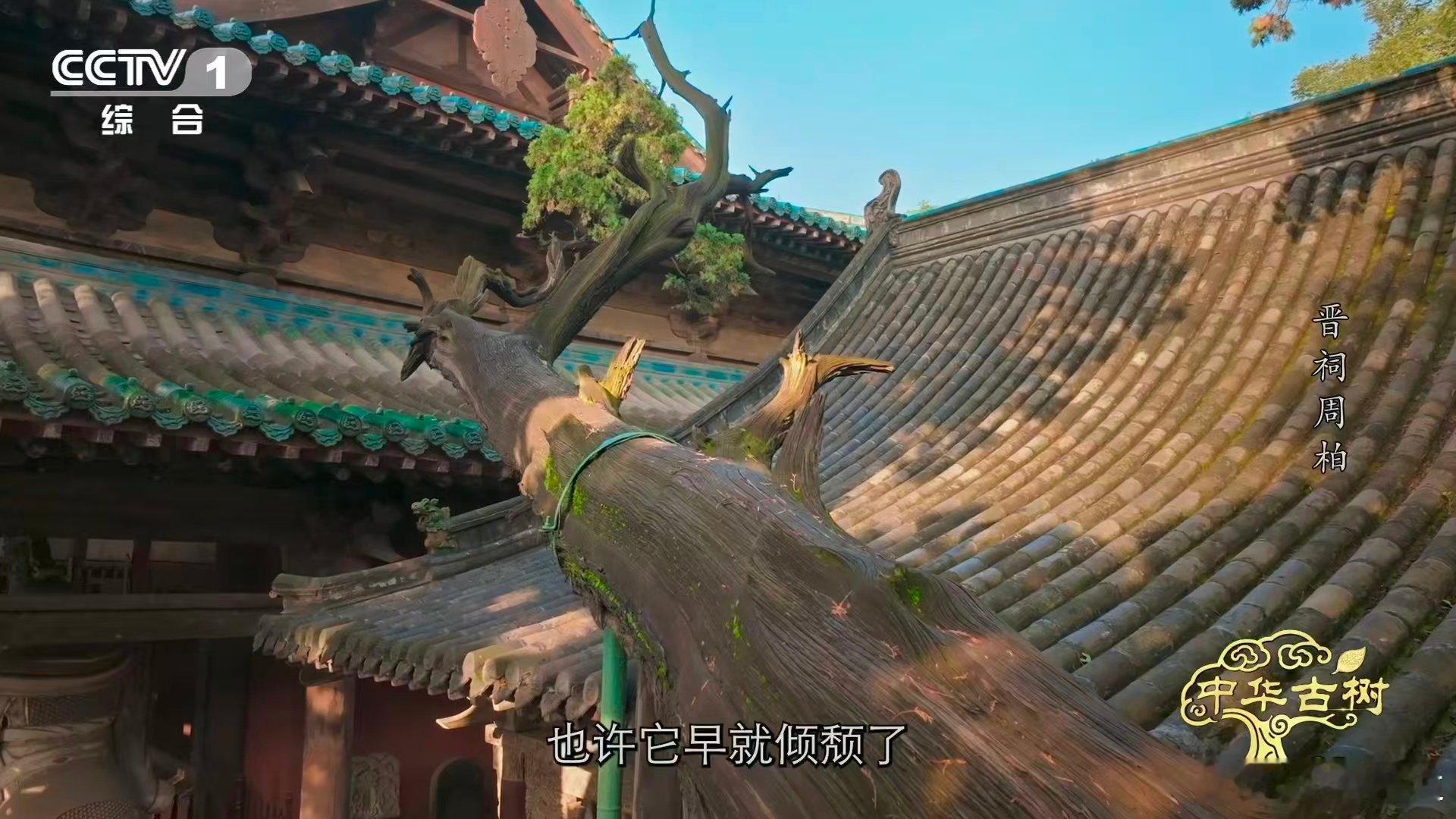 3000岁古柏躺着长了数百年  晋祠周柏横卧数百年，三千年不是挺拔的记录，是逆势