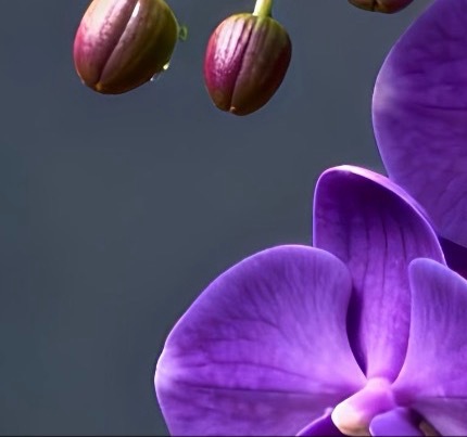 每日一善💜月尹星邱兔种植笔记｜蝴蝶兰 0000蝴蝶兰花姿轻盈优雅，花朵沿着花梗