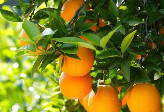 鸿蒙2025年度先锋体验