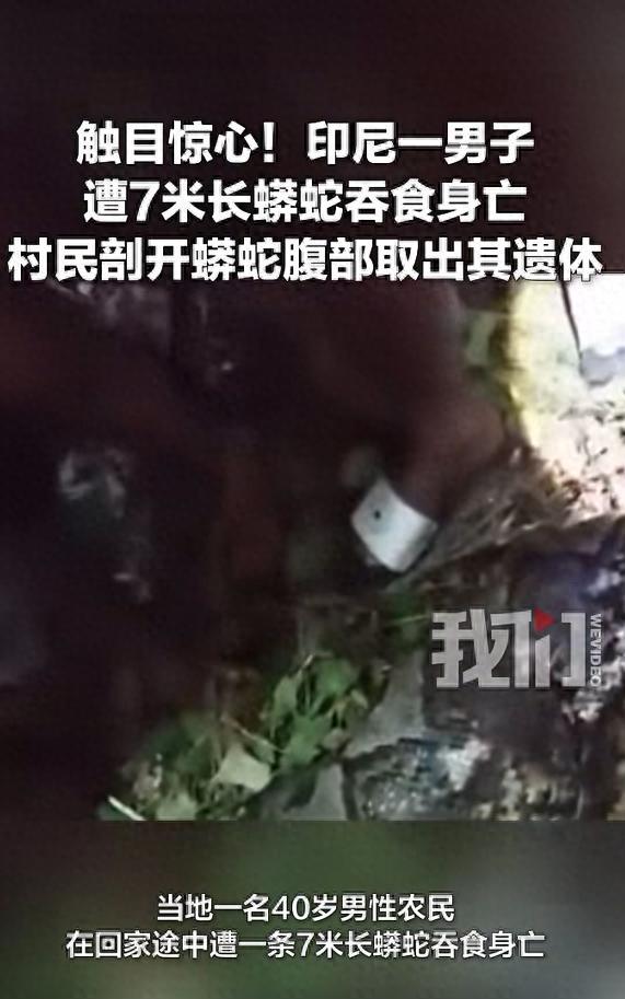 “太吓人了！”印尼，一名40岁男子在夜间从林间小路失踪，最后竟然从7米巨蟒肚子里