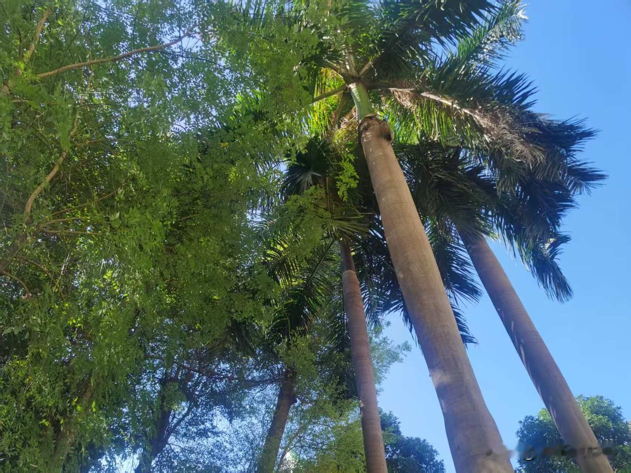 美化环境，小区内种树很正常，我们小区也种有大王椰树，有一次看见一落叶掉下来差一点