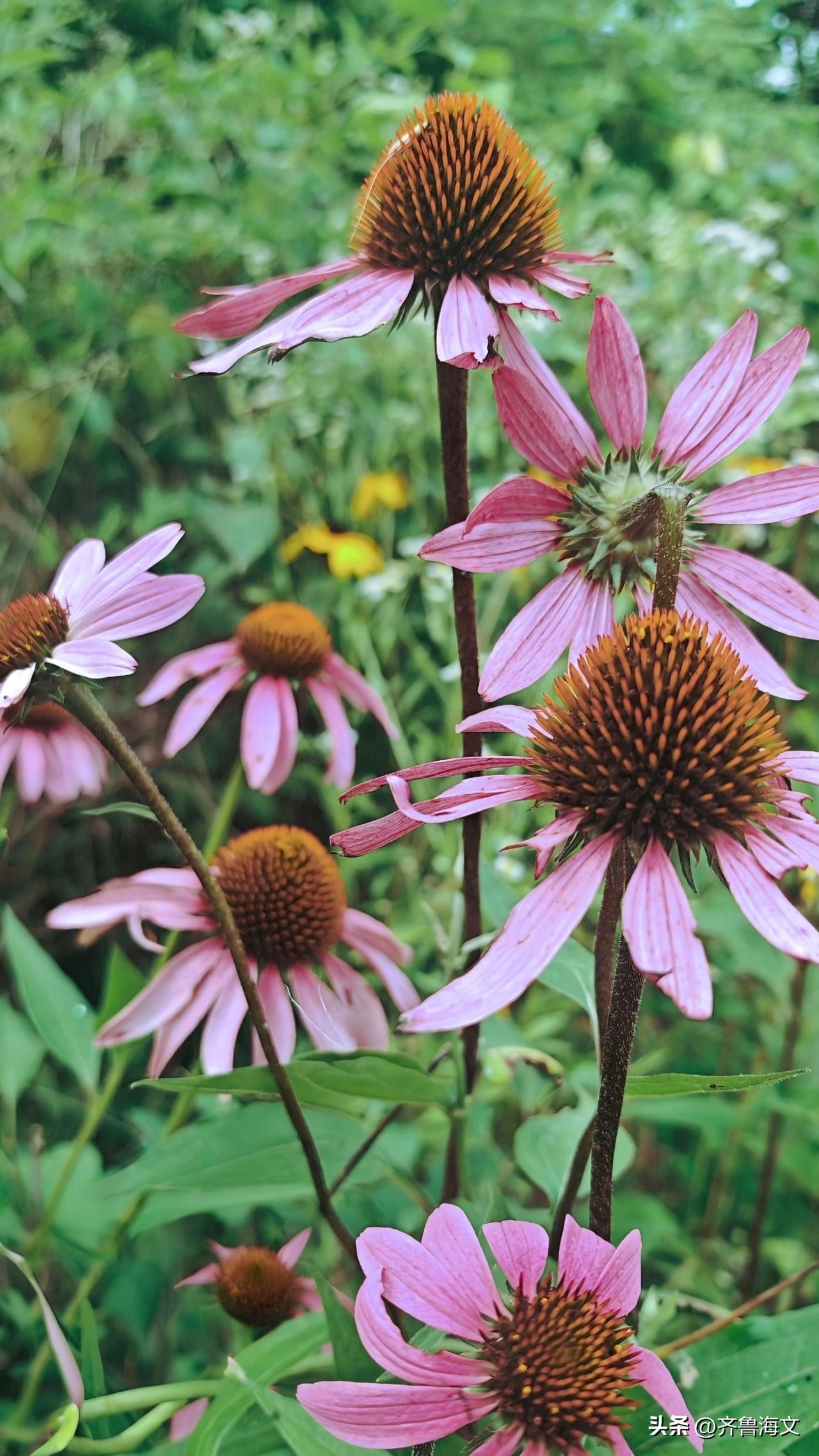 松果菊（Echinacea）是一种原产北美的菊科植物，花朵外形像松果，也因此得名