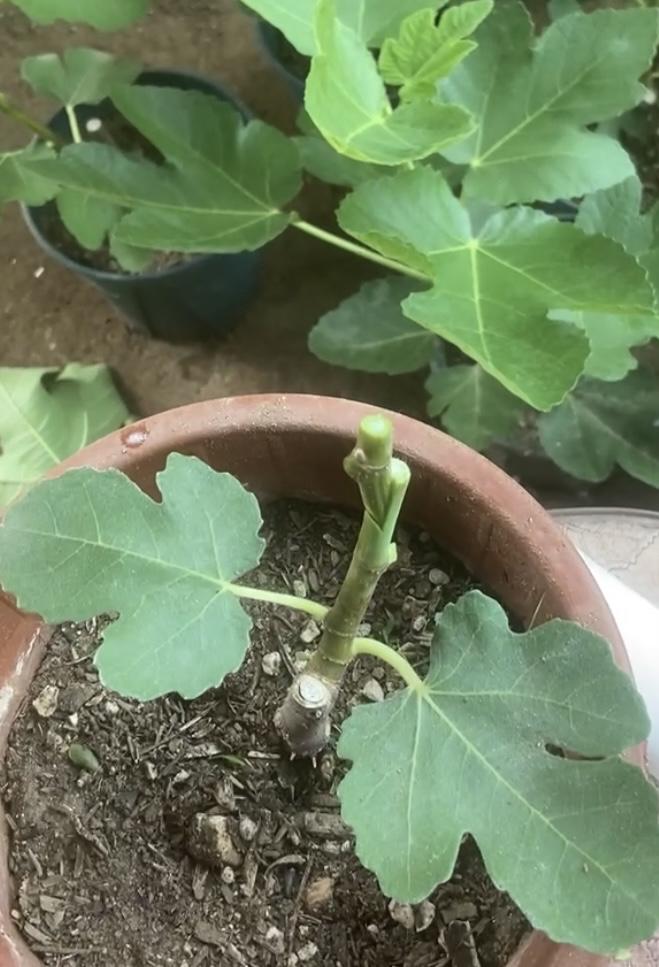 我这无花果果园可热闹了，佳丽三百不说，今天又添了樱桃甜酒、黑扎达尔、万叶、涵洞、