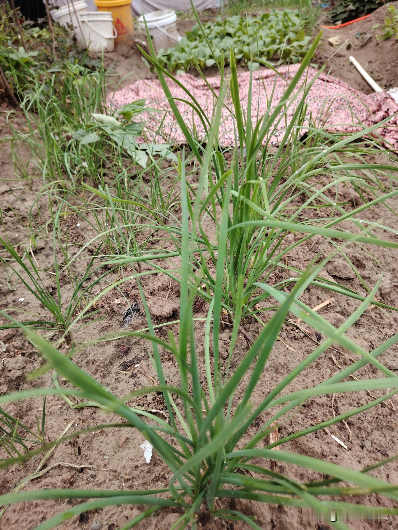 闲来打理自家小菜园，看着一畦畦青菜慢慢长大，心里格外踏实。
 
第一片是韭菜，一