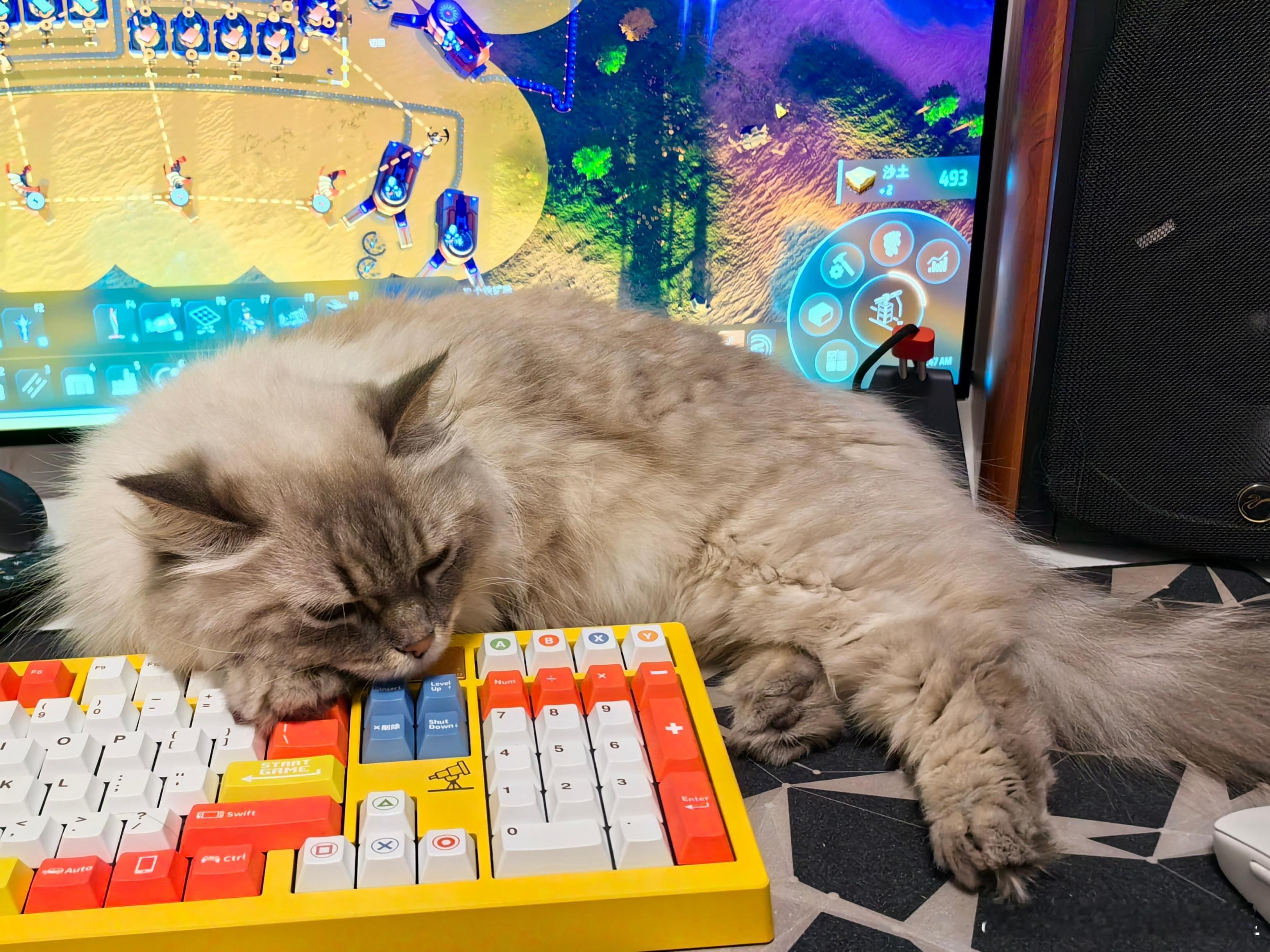 一只陪玩猫猫[哈哈] ​​​