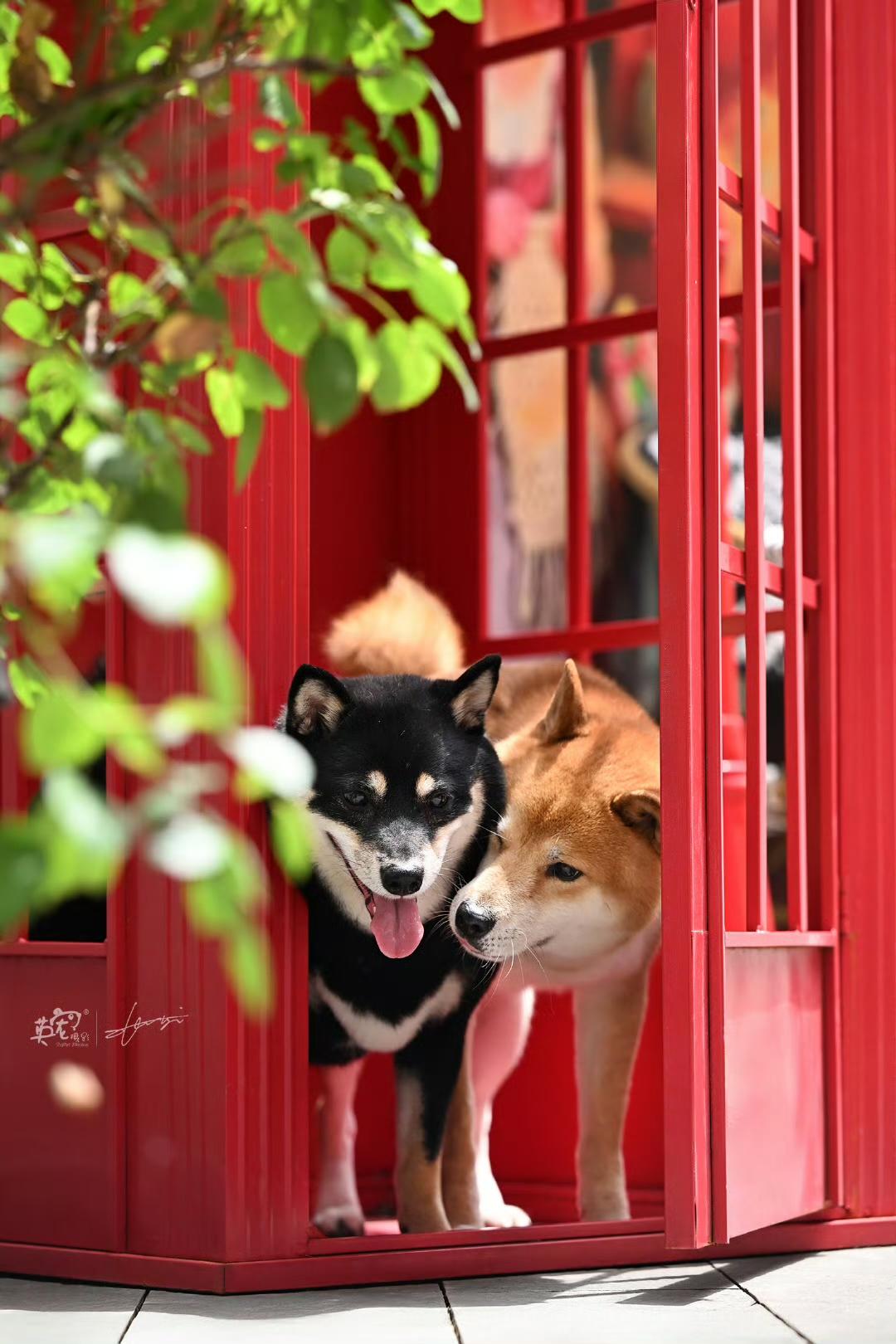 西安客片｜黑柴 & 赤柴的城市肖像