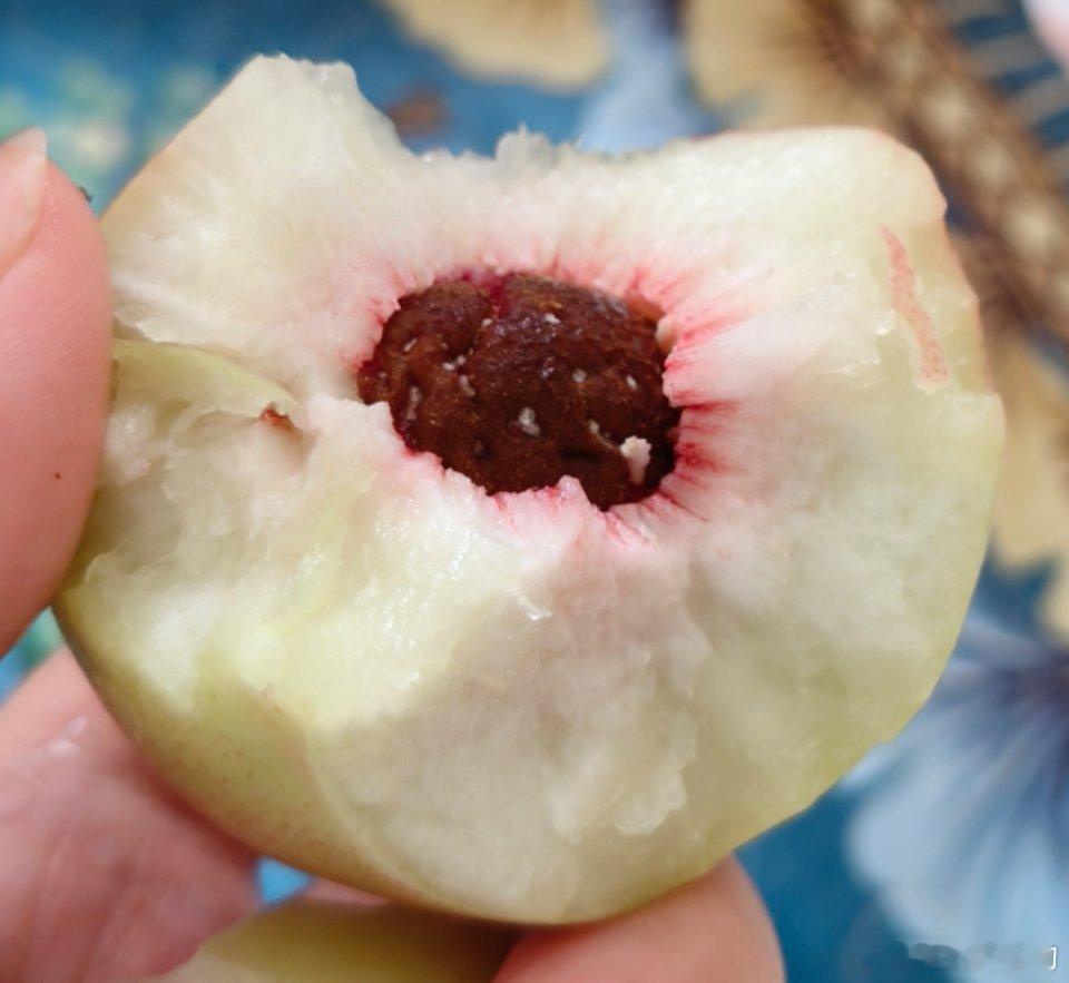 这是虫子吗？[震惊][震惊][震惊] ​​​