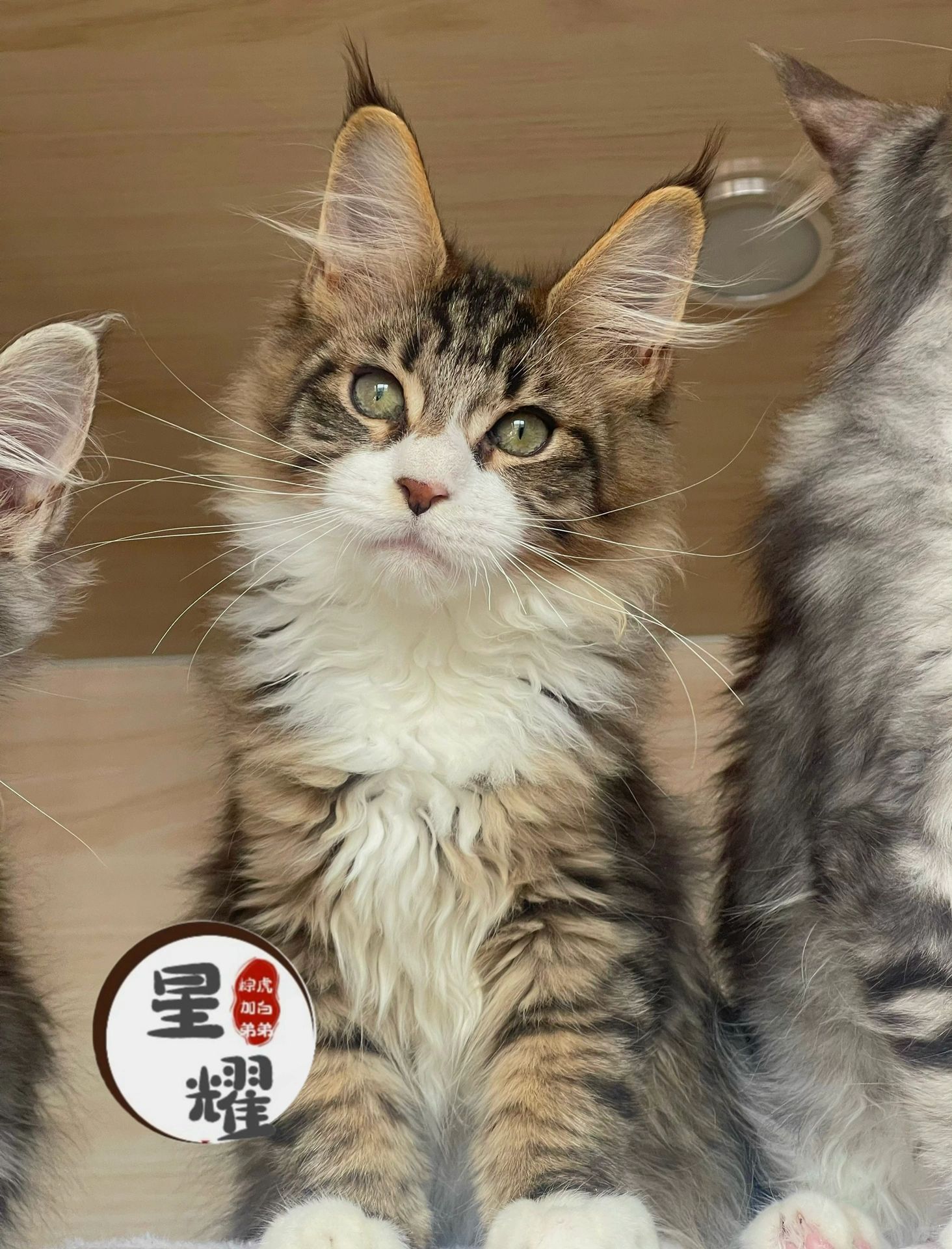 缅因｜星耀弟弟 越来越可爱了（有新家）