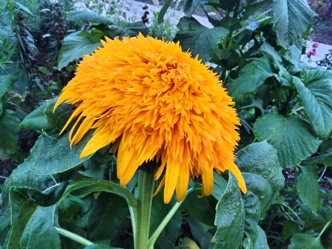 谁有花草照片，可以晒下吗完成任务。[大笑]