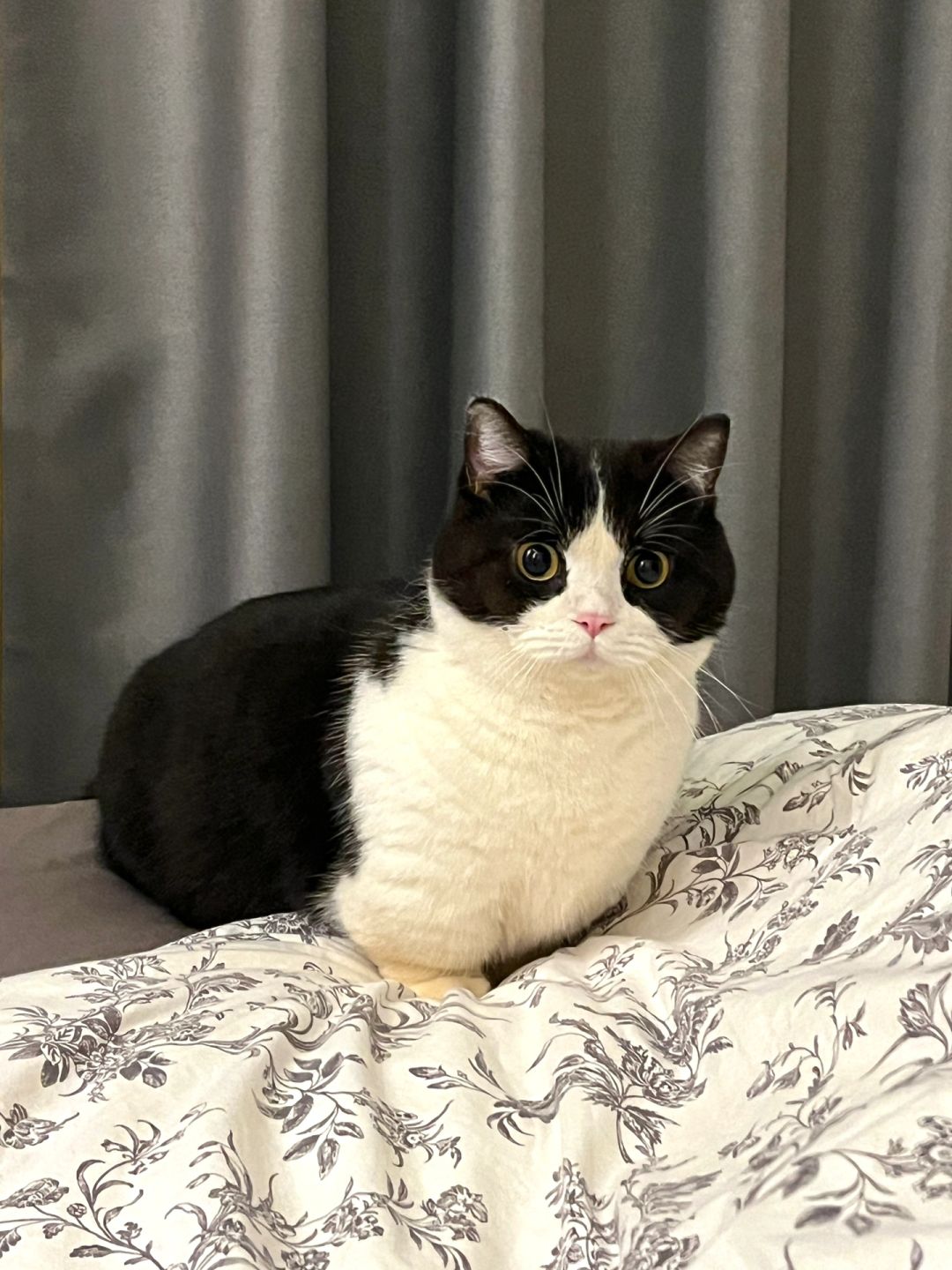 真可爱！奶牛大猪猪！
