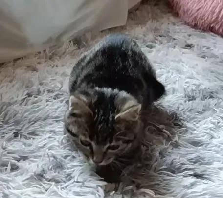前八张出走前的猫，什么都吃，离家出走前6.5斤，出走四十天回来3.5斤，花费20