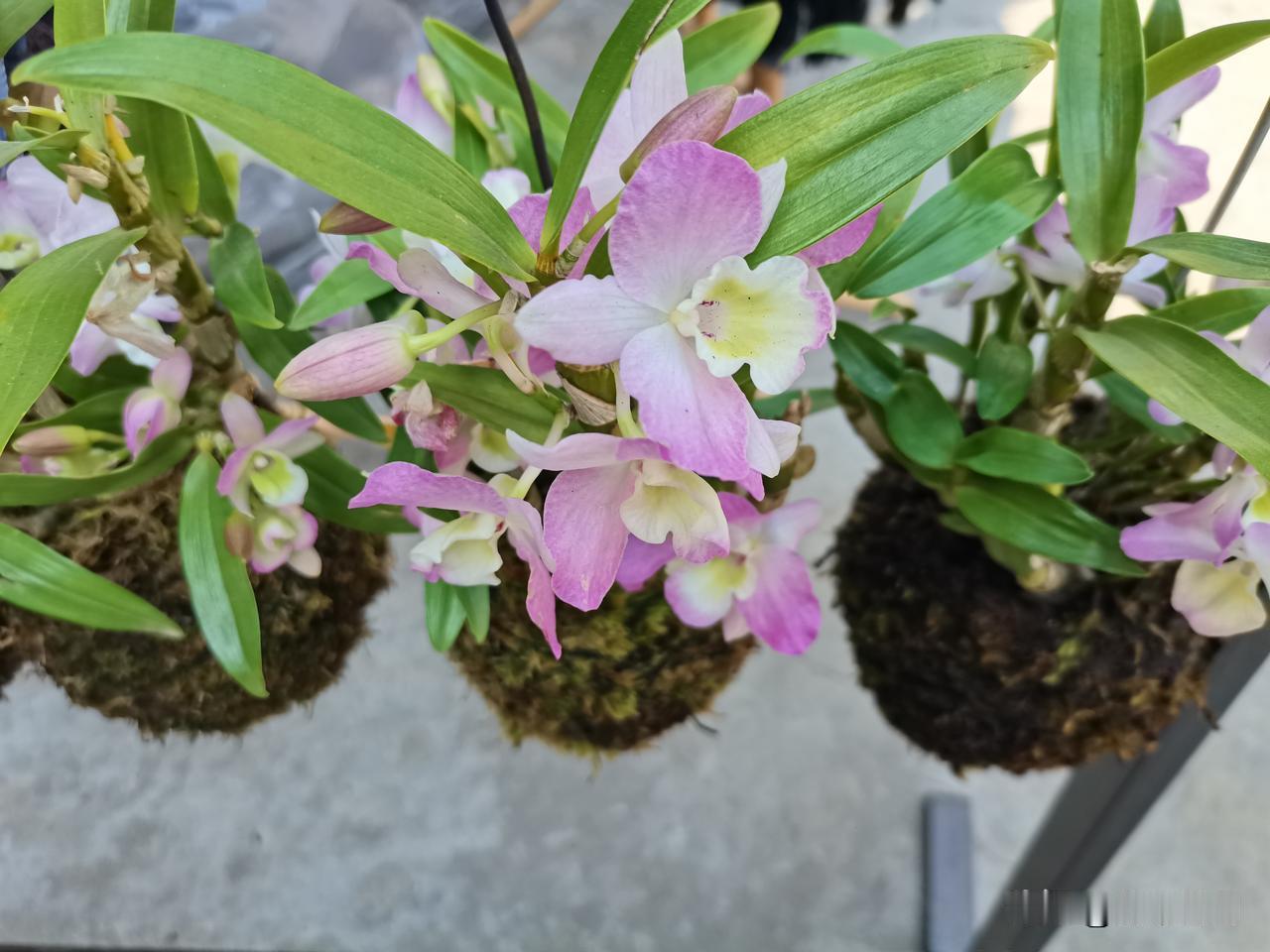 今日份快乐：把这盆粉嘟嘟的石斛抱回家了！ 家人们谁懂啊，今天在花市一眼就被这几盆