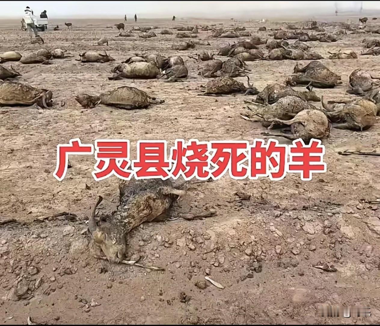 山西大同，170多只羊被烧死现场！养羊人杨先生，只有一只左手，妻子常年卧病在床，