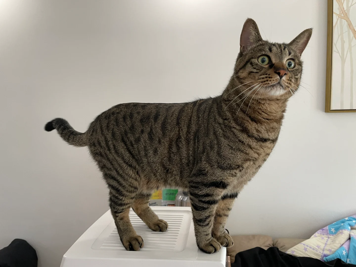 人在公司很想猫