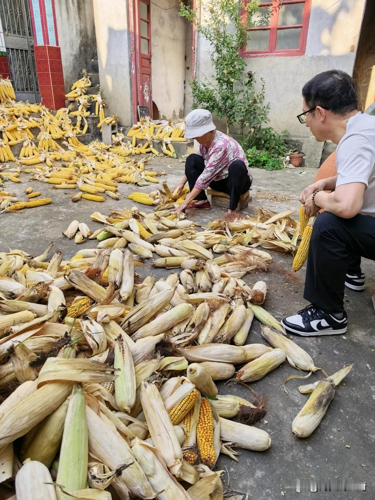 今天下午回老家帮我妈掰玉米的时候，我妈正在扒玉米（把玉米粒子从棒子上用手扒下来）