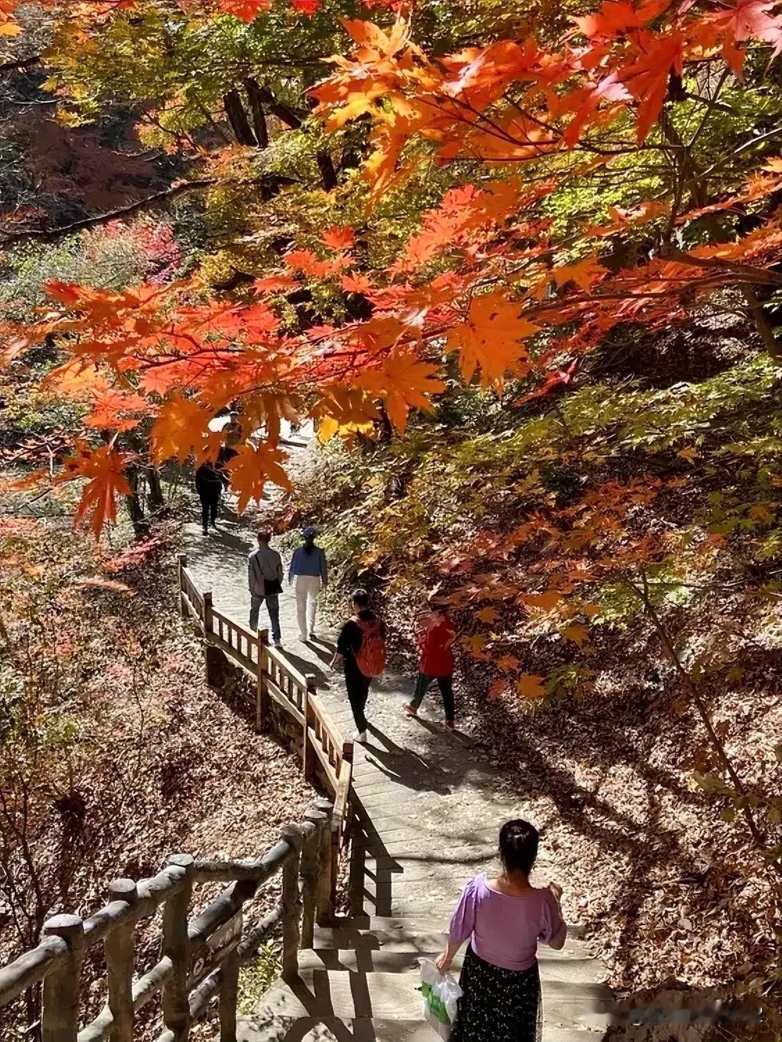 雨侵枫叶点秋红
霜染枝头傲早冬
欲把诗情留纸墨
闲来登山醉其中
原创秋韵诗分享 