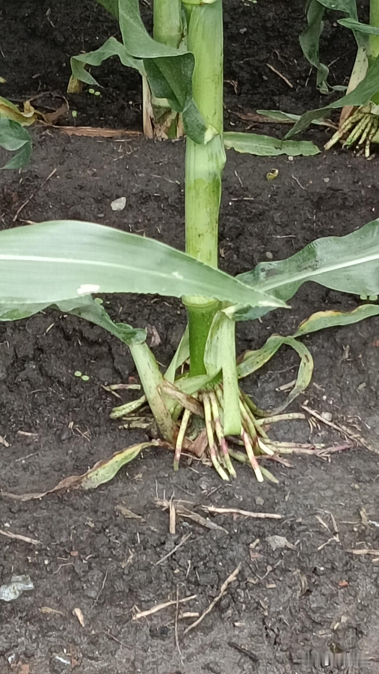 今天上午去给岳父岳母上坟，走在松软的尚未耕种的黑土地上，忽然觉得眼前出现一片金星