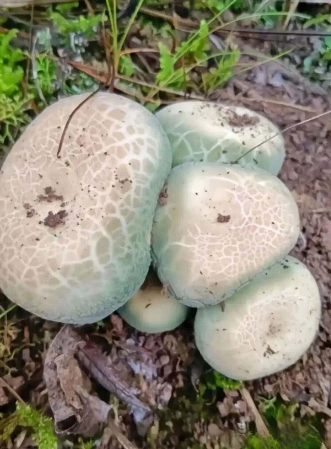 生活手记 /美食分享 一年的这个季节是云南人独有的山珍美食，最开心的是能亲自上山