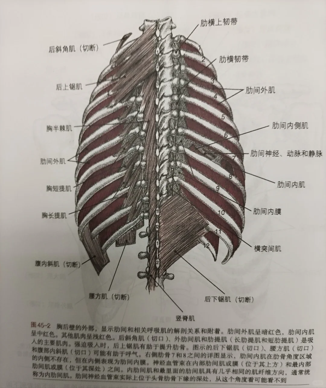 肋间肌相关位置