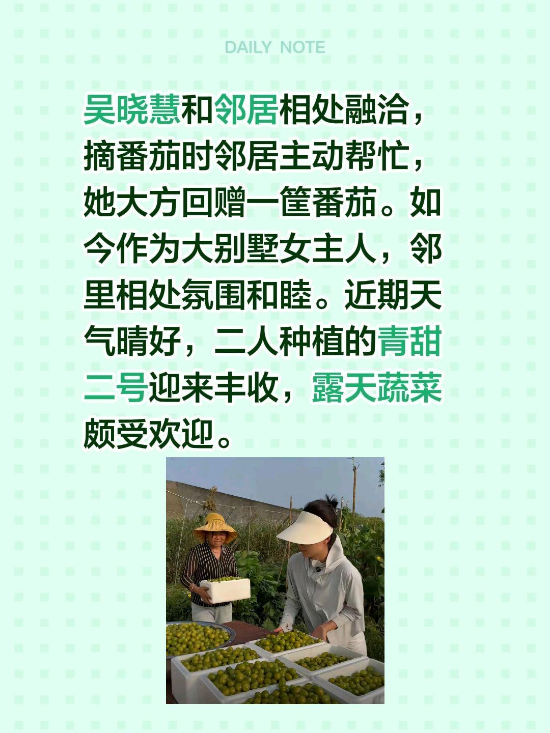 吴晓慧与邻居相处融洽！吴晓慧和邻居相处融洽，摘番茄时邻居主动帮忙，她大方回赠一筐