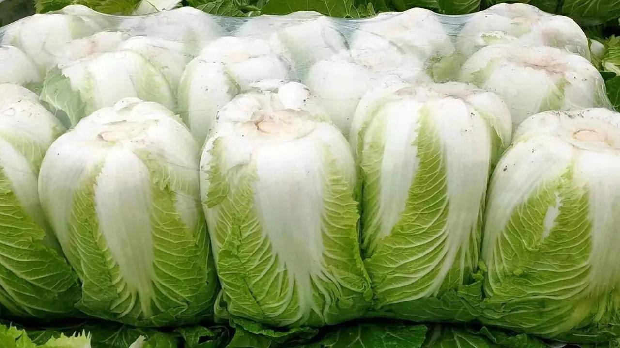 湖南女孩远嫁南阳，想靠种大白菜发大财，梦想能实现吗？

小曾来自怀化，她们那里以
