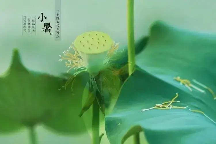 7月07日09:56:40迎来小暑，7月23日03:12:48步入大暑，老话讲小
