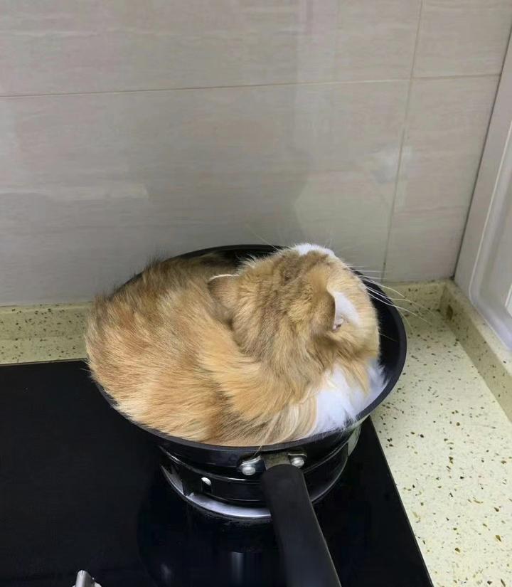 你会拒绝一只能做家务，会擦锅的勤劳小猫吗？[笑而不语]《如何用工程学手段，轻松预