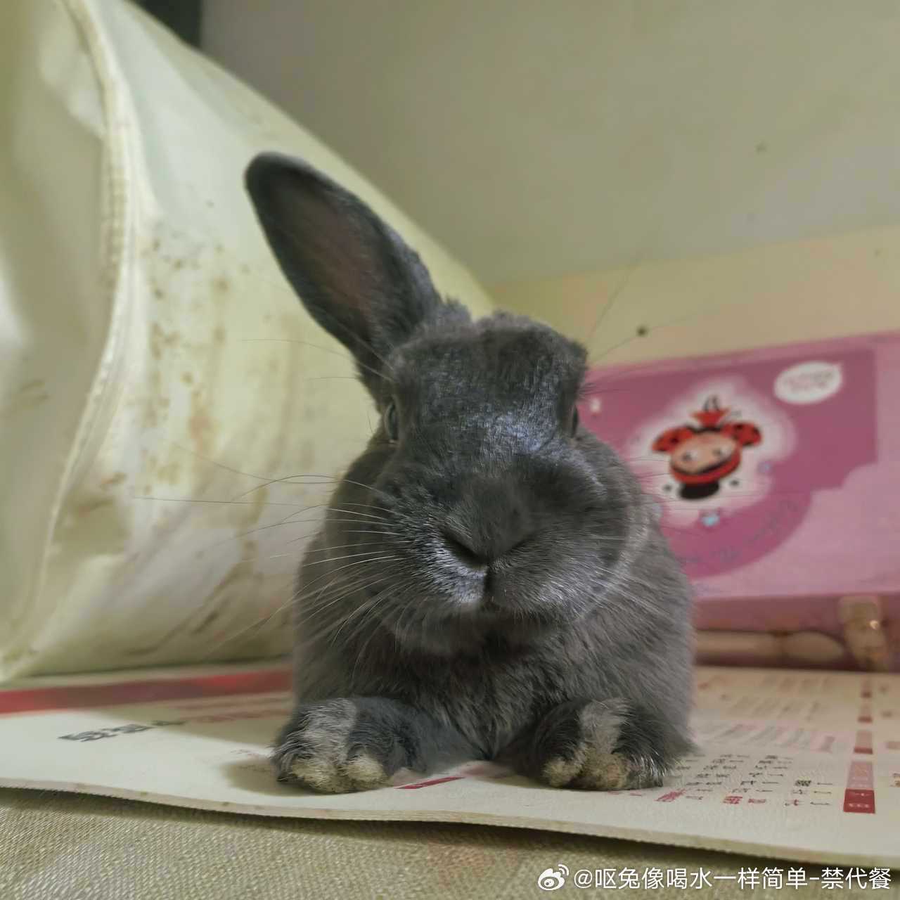 14312🐇【毛栗兰】 