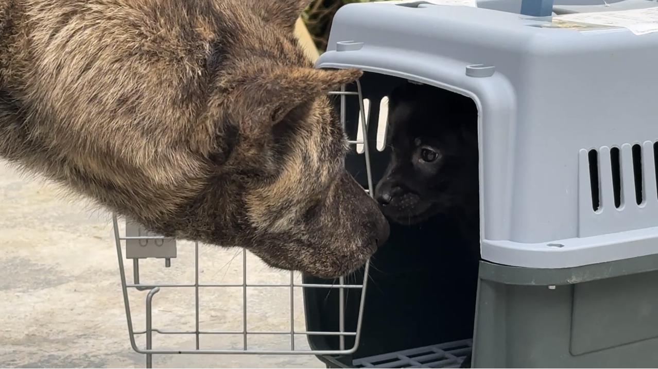 大家晚上好，不知什么原因，今晚视频审核没有通过，抖音那边通过了，可以正常收看。