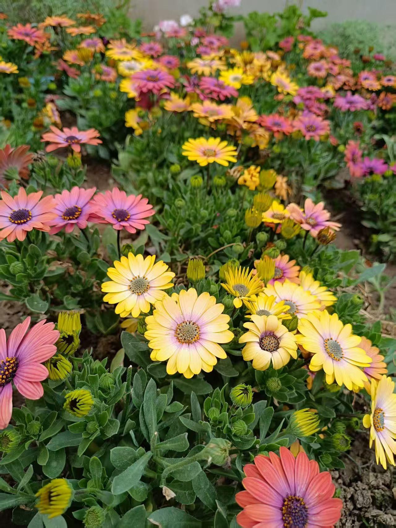 人比花娇，景似锦绣