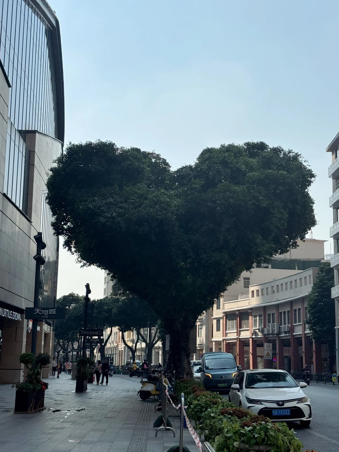 广州路边惊现爱心🌲