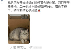 猫：人类我会永远注视你，永远！ 