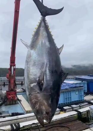 金枪鱼为了不被吃有多努力？一位60多岁的老渔民告诉我，它们进化了亿万年，练出了高