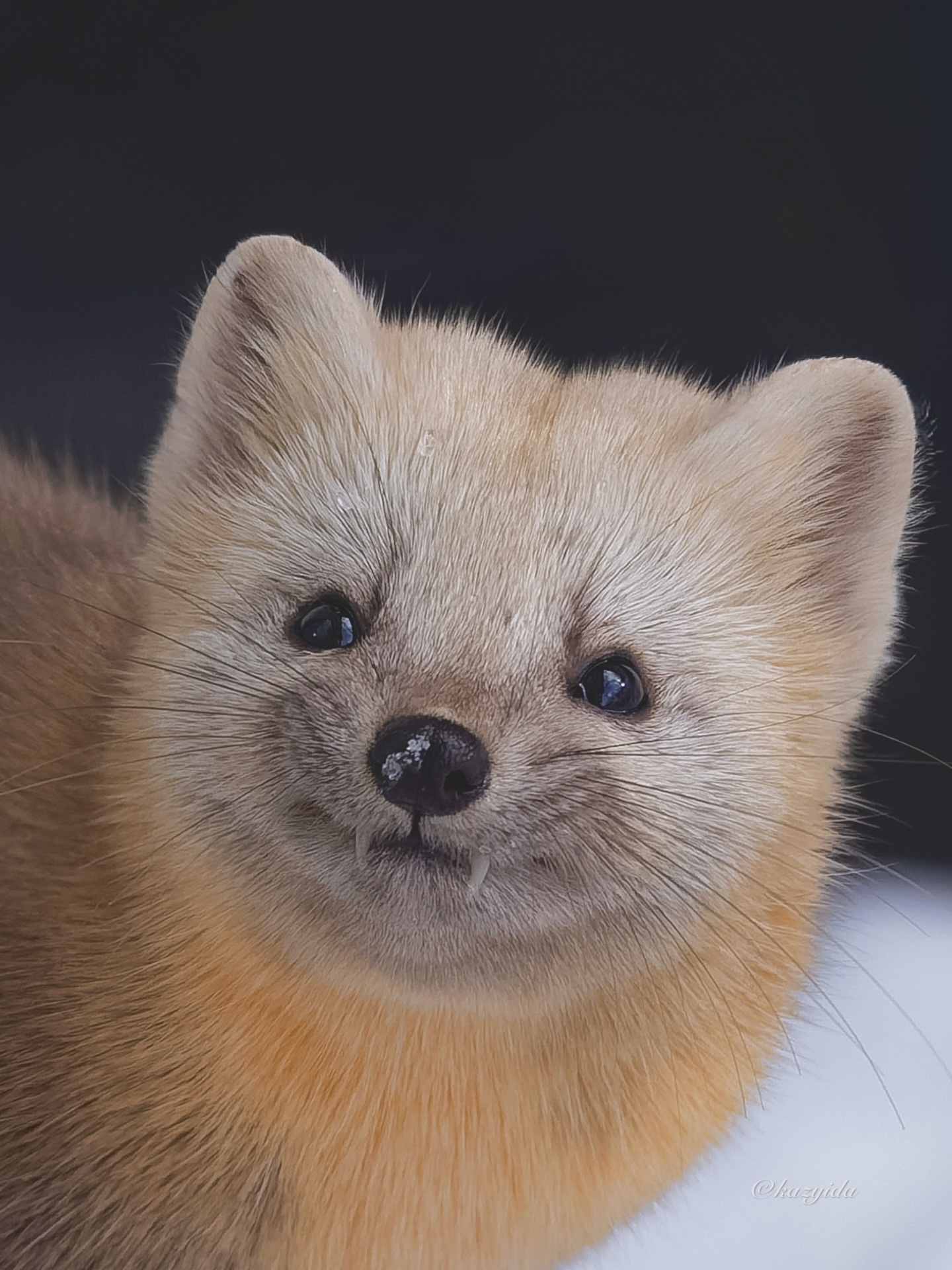 来自貂貂的礼貌“围笑”~小尖牙太可爱啦！【ins：kazyida】 